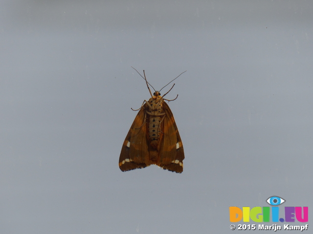 FZ019104 Moth on window